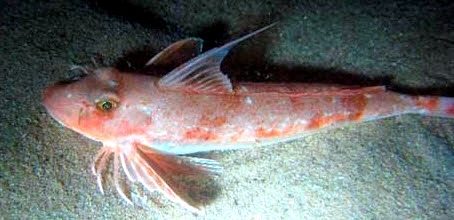 Chelidonichthys obscurus_06.jpg